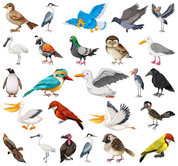 Вектор Коллекция различных видов птиц