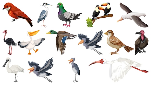 さまざまな種類の鳥のコレクション