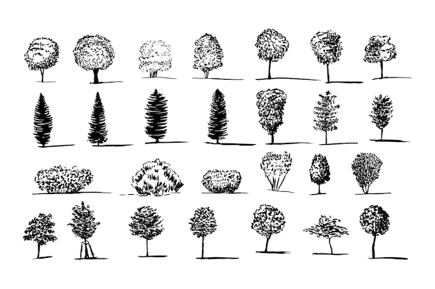 벡터 다른 종류의 나무 벡터 스케치 세트 손으로 그린 나무 참나무 아스펜 자작나무 너도밤나무 물푸레나무 호두 나무 전나무와 소나무