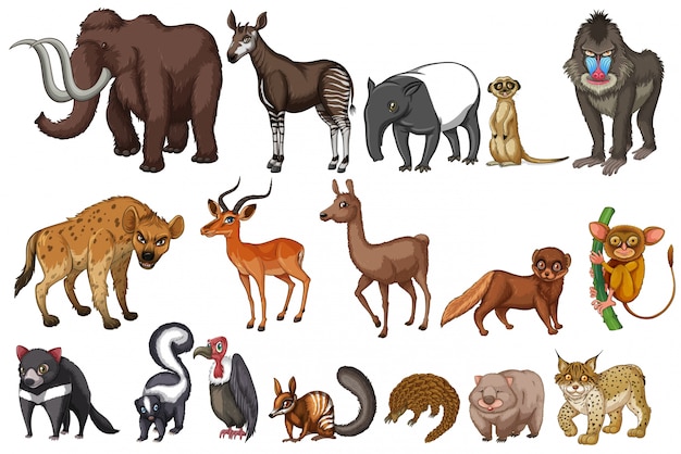 Different kinds of rare animals