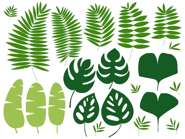 Different kinds of tropical exotic plants leaves set Vector set of tropical and jungle leaves