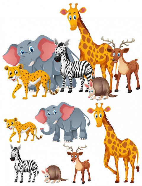 Vector different kinds of wild animals