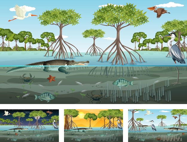 Vector different mangrove forest landscape scenes with animals