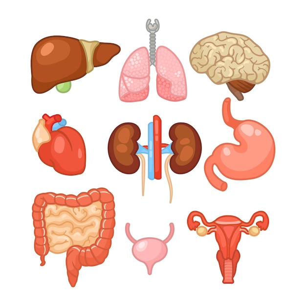 Set di illustrazioni vettoriali per diversi organi del corpo femminile. organi umani interni, apparato digerente, cuore, polmoni, reni, cervello, fegato, intestino su sfondo bianco. istruzione, concetto di anatomia