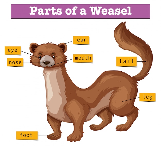 Different parts of weasel