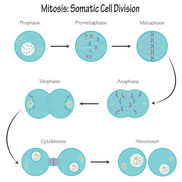 Vector the different phases of mitosis diagram