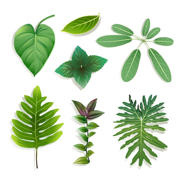 Different shape of leaves