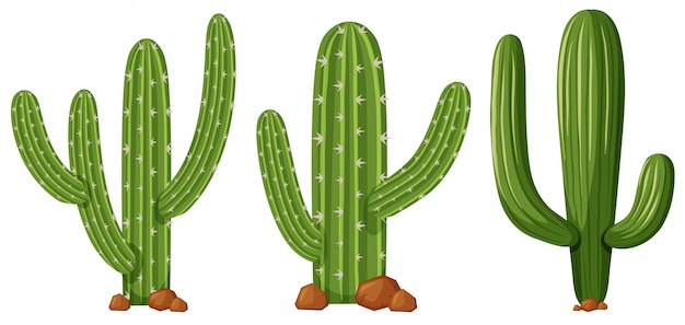 Different shapes of cactus illustration