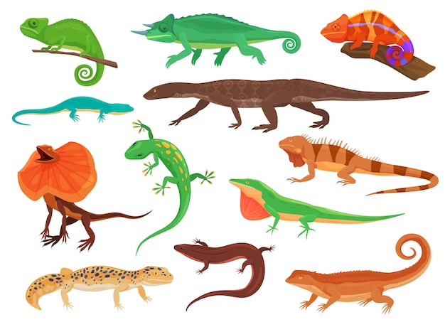 Vector different species of lizards