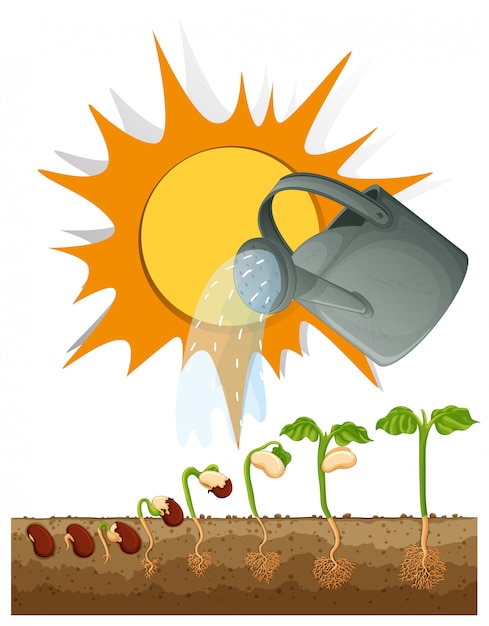 Different stages of growing plant