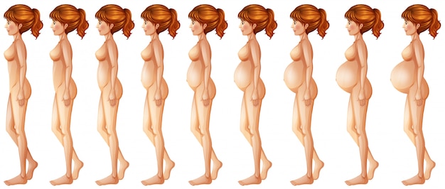 Vector different stages of pregancy