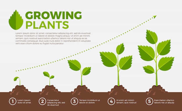 Vector different steps of growing plants. vector illustration in cartoon style.