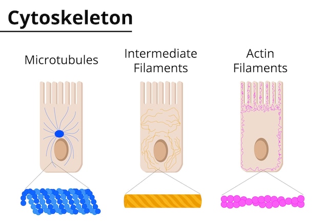 Premium Vector | Different structures of cytoskeleton Microtubules ...