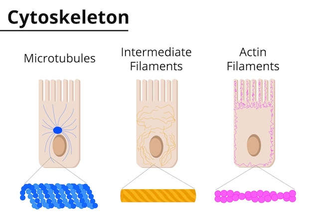 Vector different structures of cytoskeleton microtubules intermediate filaments and actin filaments