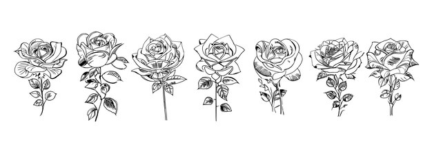 Различные стили розы Книга для окрашивания показывает семь различных роз