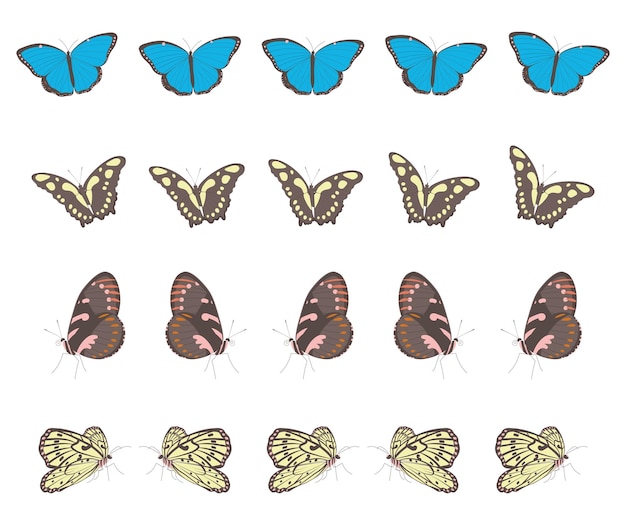 Vector different tropical butterflies clipart on rows