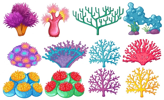 Vector different type of coral reef illustration