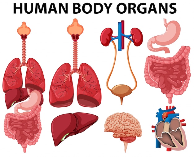 Vector different type of human body organs