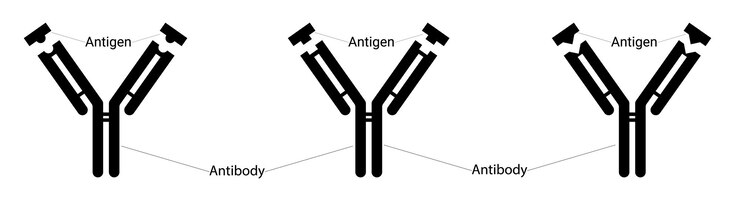 Vector different types of antigens and different types of antibodies human immunity fighting viruses