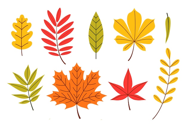 Different types of autumn leaves