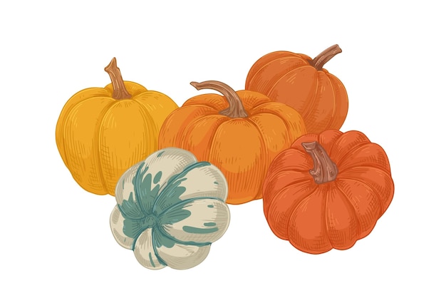 Different types of autumn whole pumpkins. Composition of fall harvest. Vintage drawing of fresh ripe round-shaped vegetables. Realistic hand-drawn vector illustration isolated on white background.