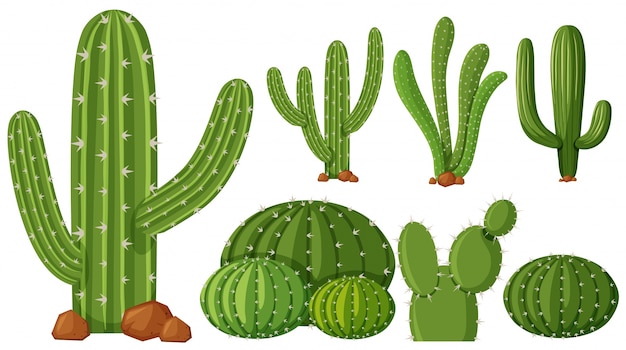 Vector different types of cactus plants