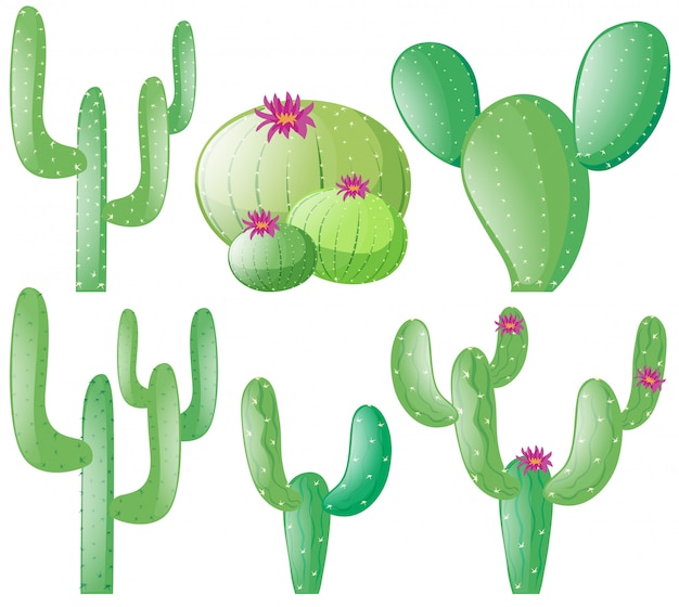 Vector different types of cactus