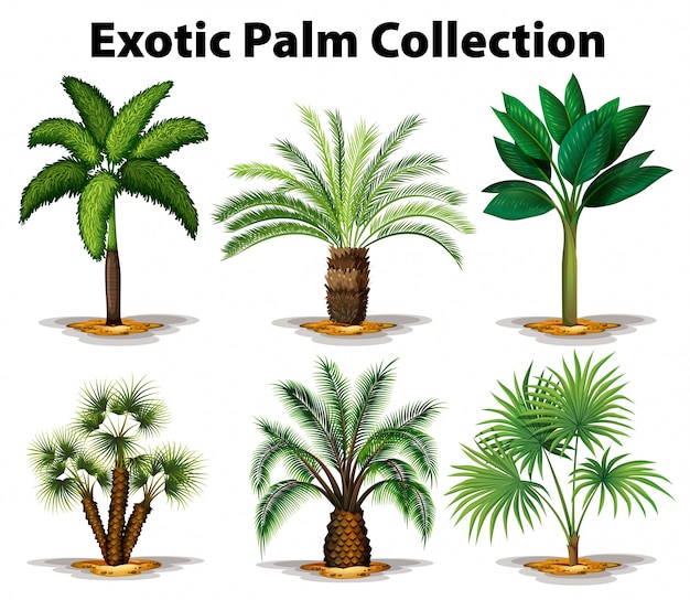 Different types of exotic palm trees illustration