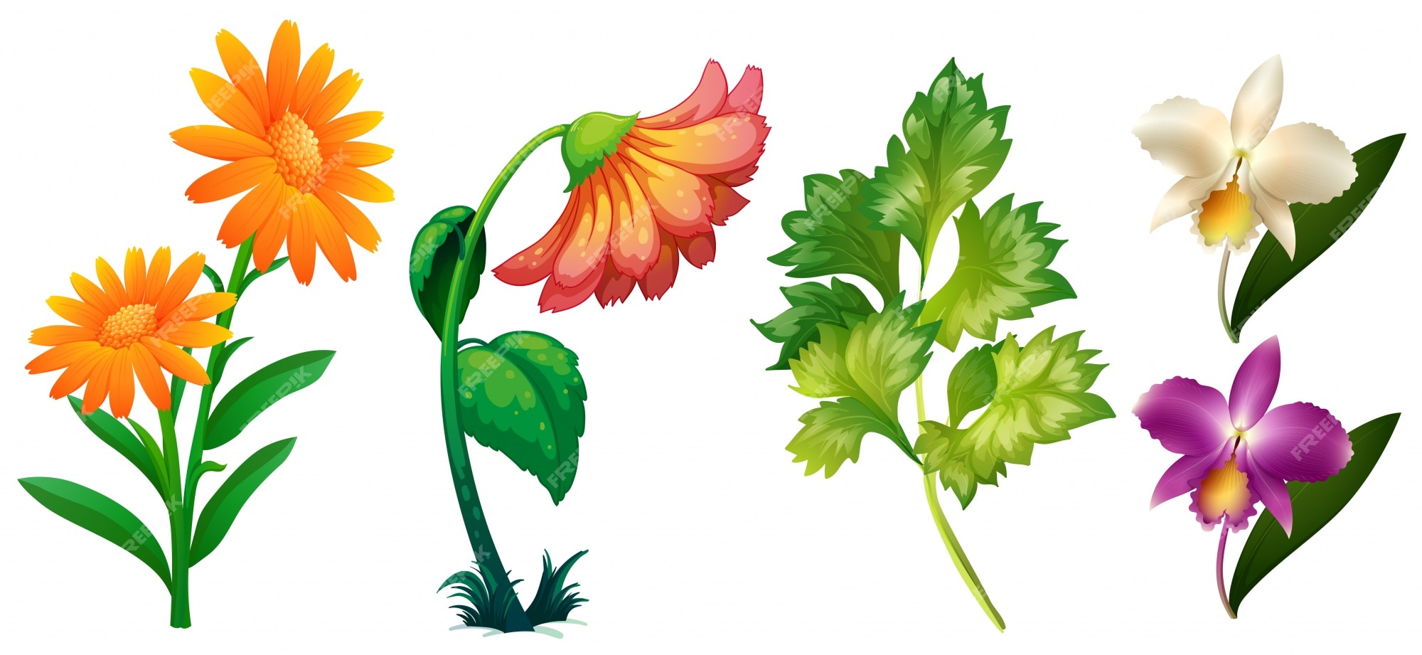 Premium Vector | Different types of flowers and leaves illustration