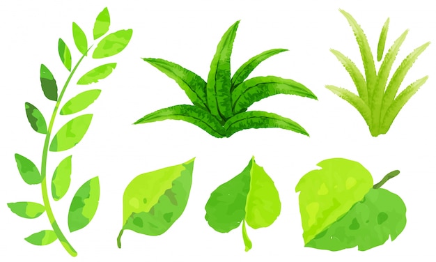 Different types of green leaves in watercolor painting