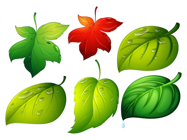 Different types of green leaves