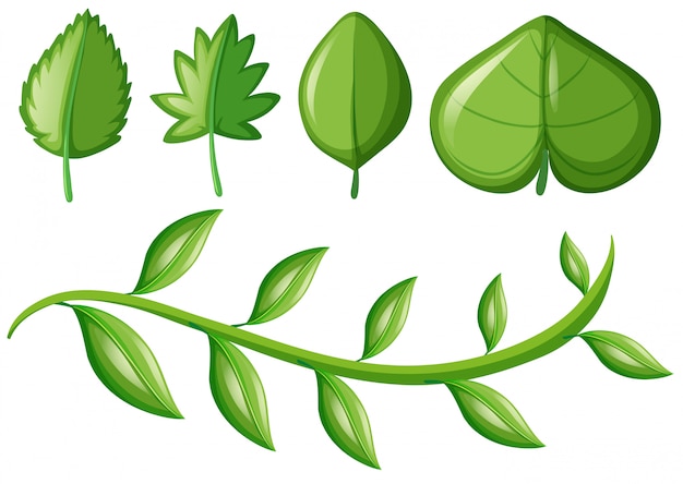 Vector different types of leaves