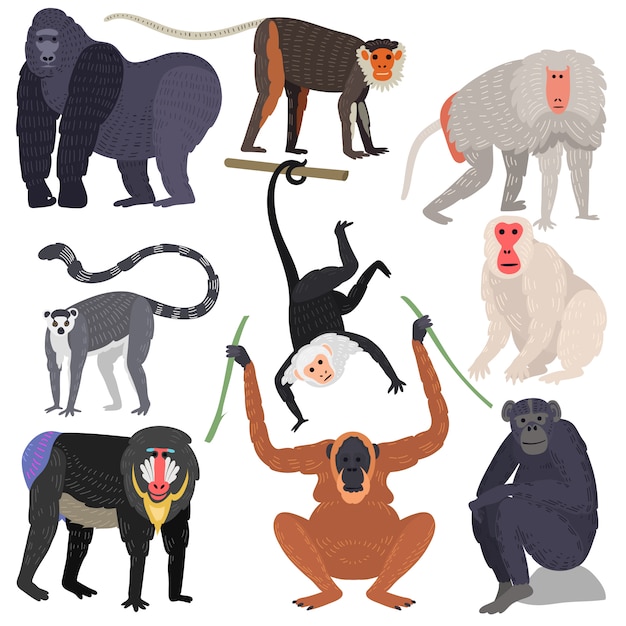 Vector different types of monkeys rare animal  set.