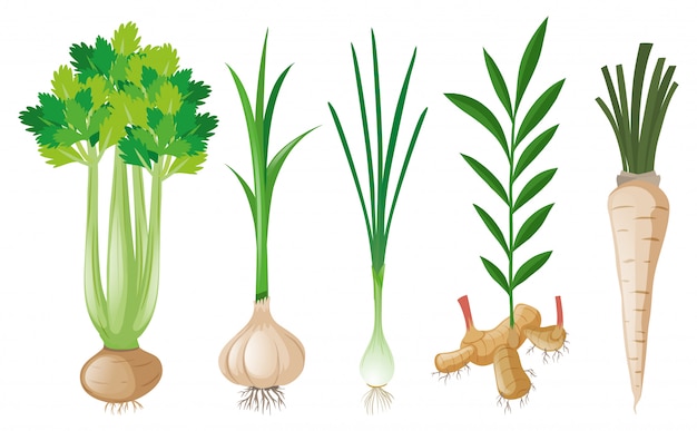 Vector different types of root vegetables