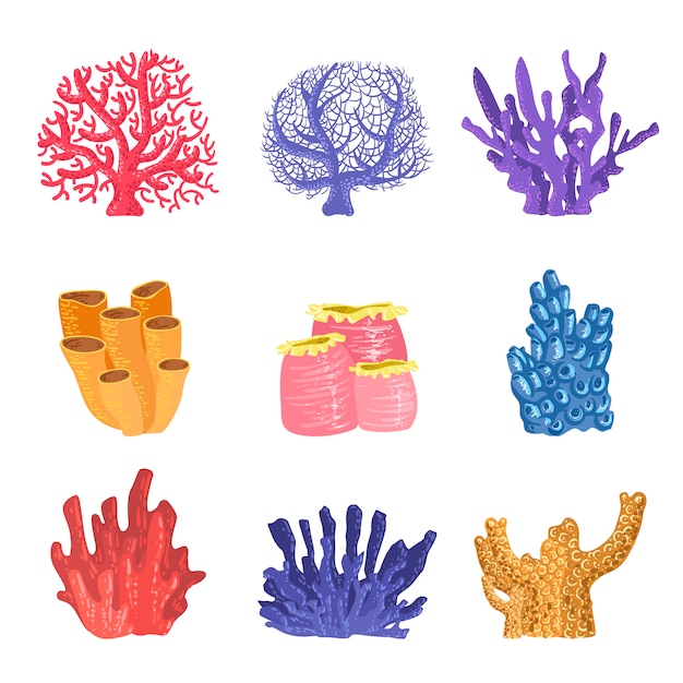 Vector different types of tropical reef coral collection