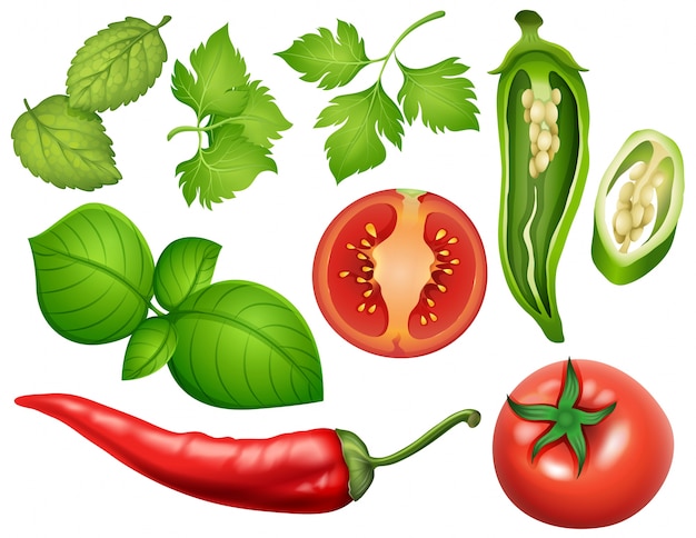 Vector different types of vegetables