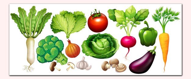 Vector different types of vegetables