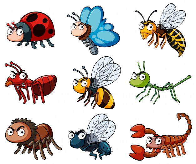 Vector different types of wild insects