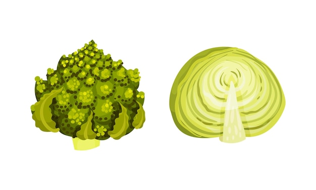 Различные сорта капусты Romanesco брокколи и зеленая капуста векторная иллюстрация
