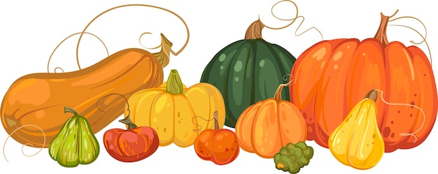 Diverse varietà di zucca