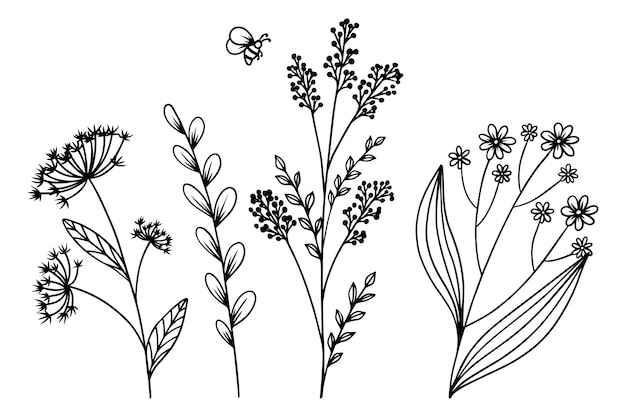 Different wildflowers and herbs with a bee Hand drawn botanical flowers and leaf vector with bee