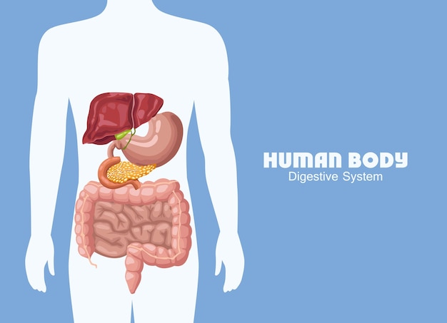 Digestive system in body human