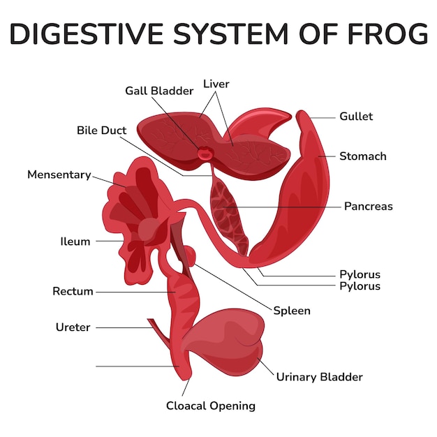 Vettore apparato digerente della rana