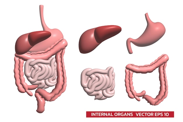 Funzione dell'apparato digerente organi interni grafica 3d isolata su sfondo bianco