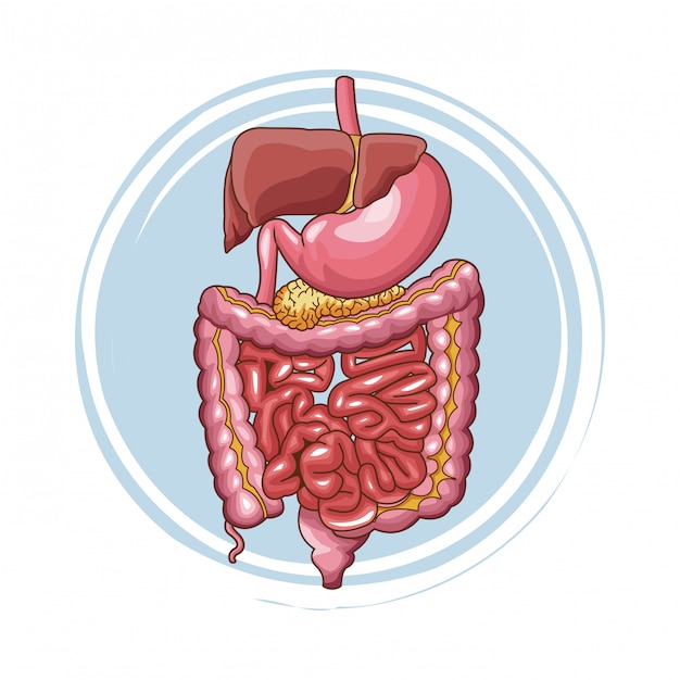 Digestive system human organs 