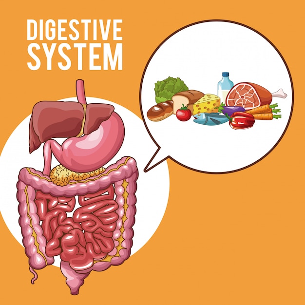 Vector digestive system human organs