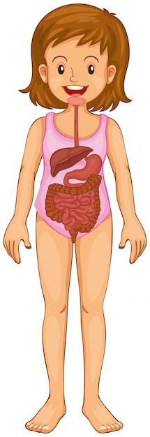 Vector digestive system in human