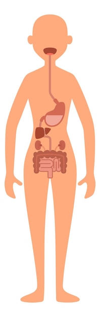 Vettore illustrazione dell'apparato digerente. mappa di anatomia del corpo femminile isolata su sfondo bianco