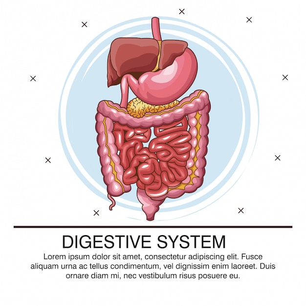 Digestive system infographic with information