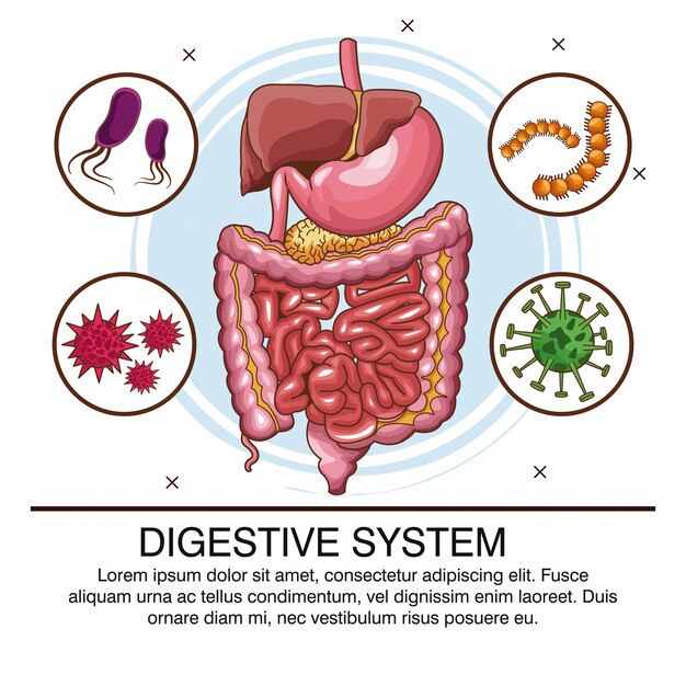 Infografica del sistema digestivo